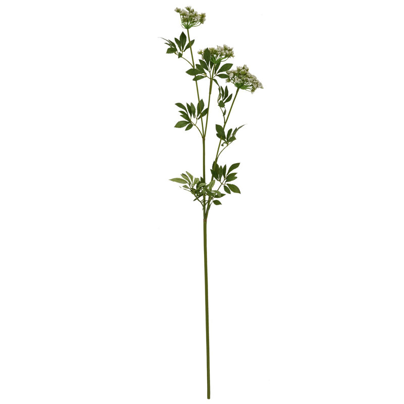 Anastasija Arrangement