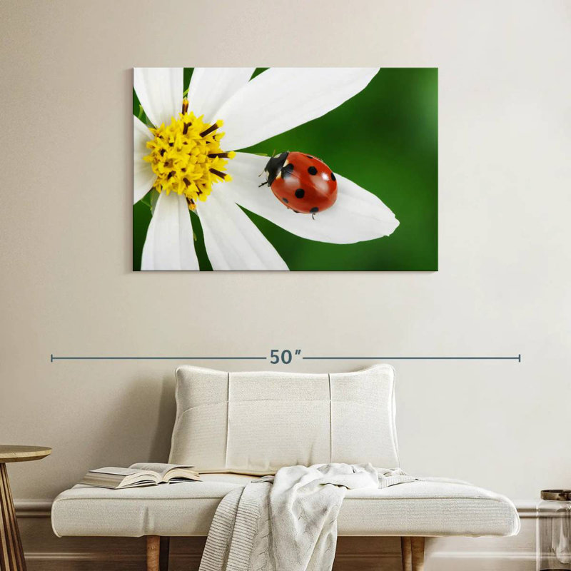 Ladybug On White Flower