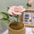 2025 New Year Gift Handmade Rose Of The Potted Flowers-1551033317