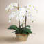 Phalaenopsis Potted Planter