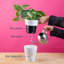 Xanthosoma in Ceramic Planter