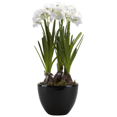 Paperwhites Arrangement in Planter