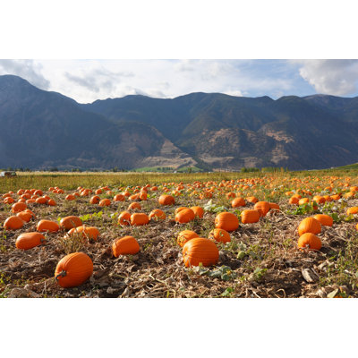 Keremeos Pumpkin Patch by Maxvis - Wrapped Canvas Print