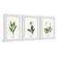 «Pulsatilla Flowers Triptych», ensemble de 3 reproductions d'art encadrées-26161409