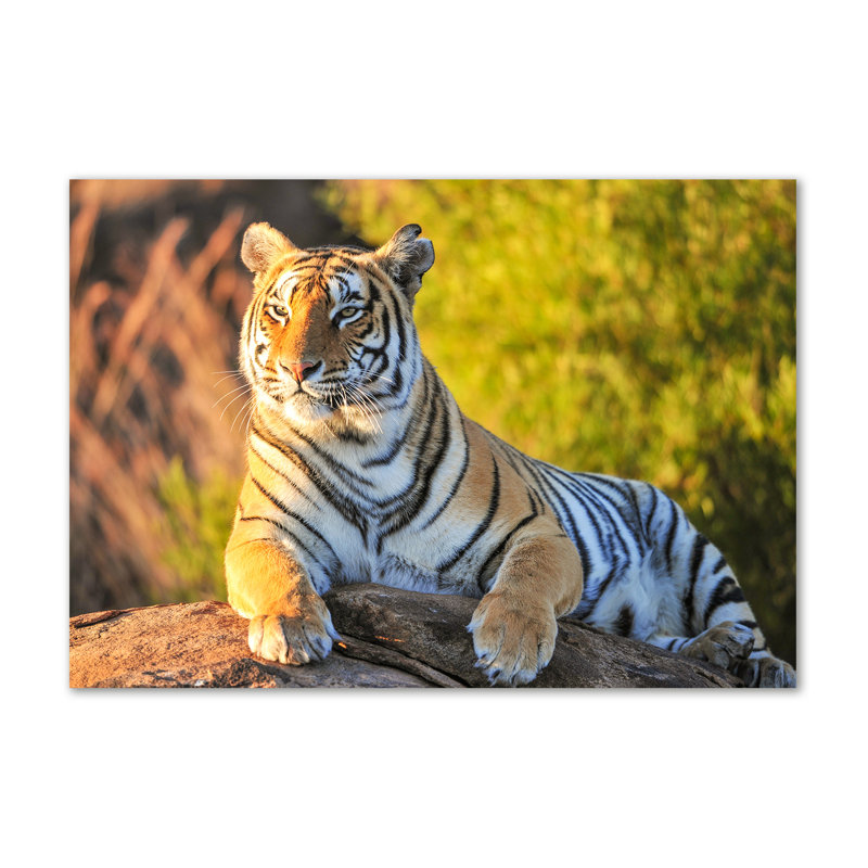Portrait Of A Tiger - Wrapped Canvas Print