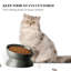 Bol surélevé pour chat-114688971-50625644