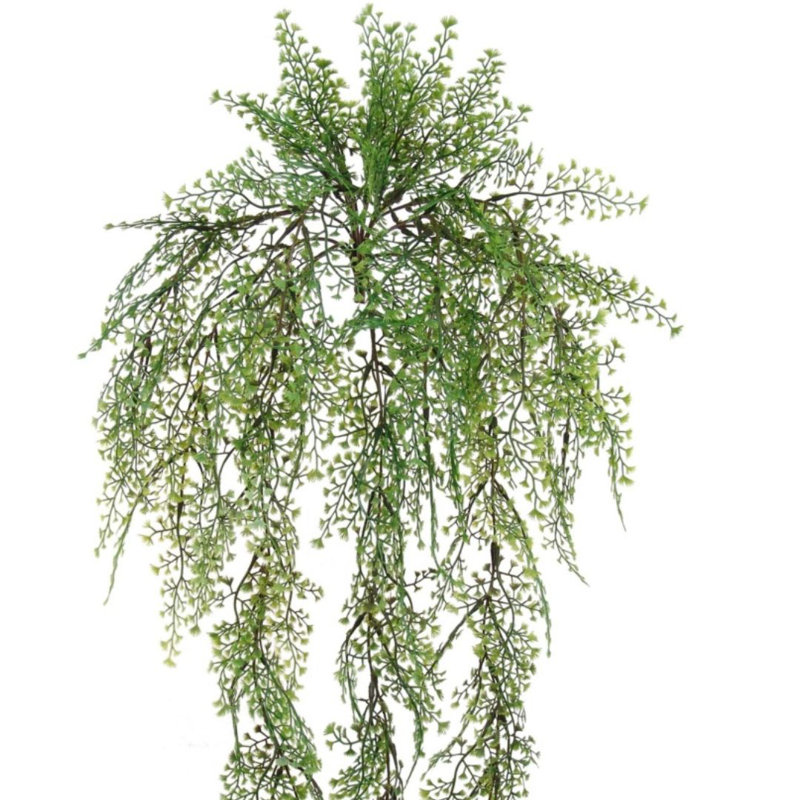 Ensemble de 12 plantes 12 pièces