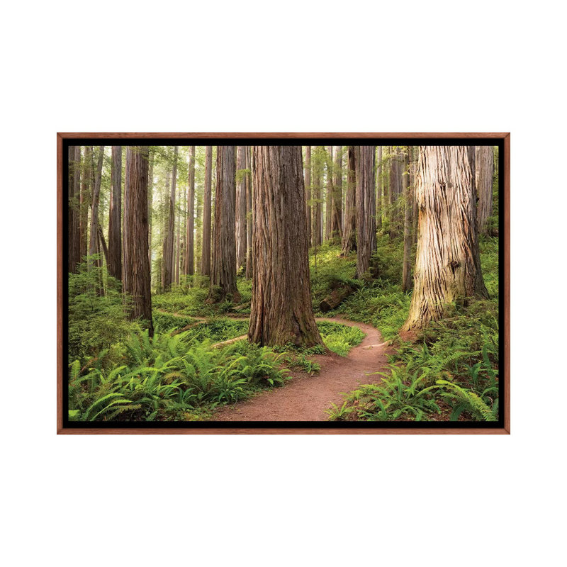 «Redwood Trail» par Stefan Hefele - reproduction de photo sur toile, H 18 po x l 26 po x P 1,5 po, Pas de tapis