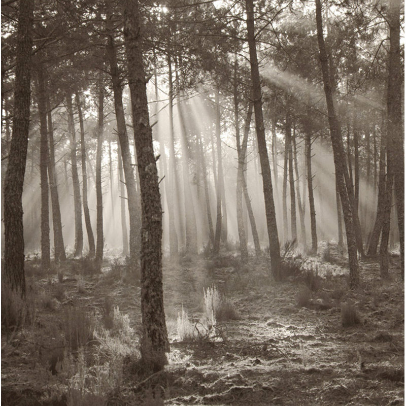 Lumière de forêt MCG-S1422, H 15 po x l 15 po