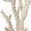 Sculpture Watchet corail en polystone crème avec base en acrylique transparent