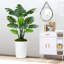 150cm Plant