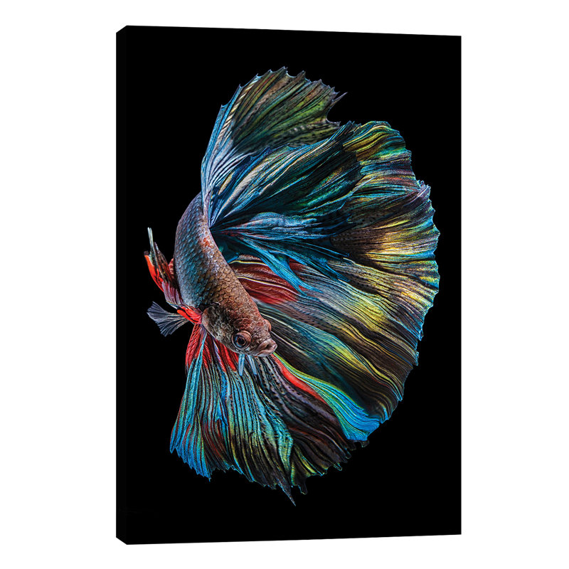 The Betta Fish by Andi Halil - Print on Canvas, Wrapped Canvas, 20.32 cm H x 30.48 cm W