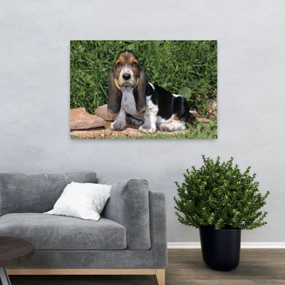 Années 1990, basset hound, chiot assis sur un rebord de dalles, regardant une caméra, rétro, rétro, art mural