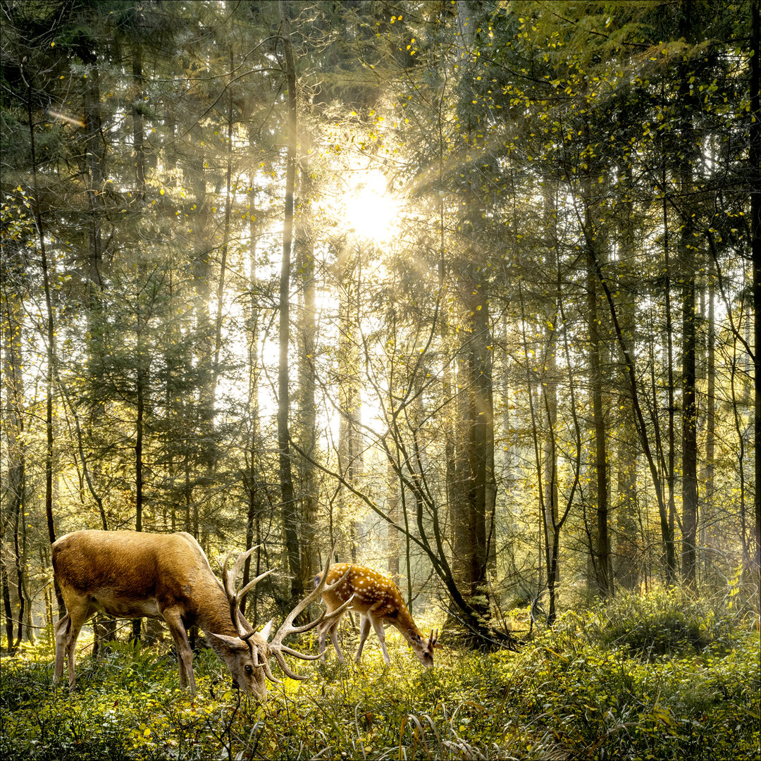 Deers In The Forest – Druck ohne Rahmen auf Floatglas