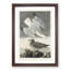 Herring Gulls by John Audubon - Picture Frame Painting Print-55579873-55579874