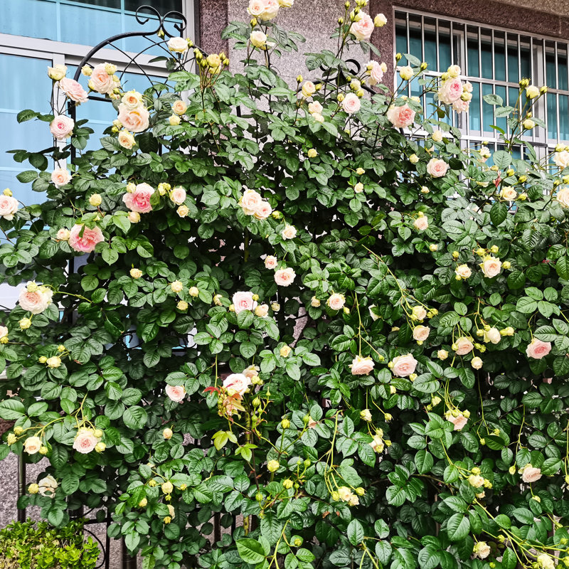Treillis polyvalent en métal pour les plantes d'extérieur, rehaussant la beauté du jardin