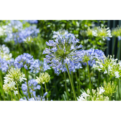 Agapanthus Africanus In Summer par - Photographie sur toile tendue
