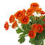 Renoncule artificielle dans un vase