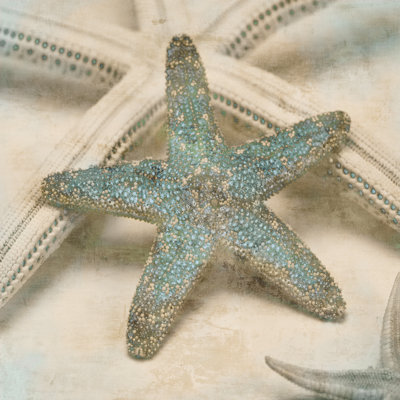 Coastal Gems III 1 Piece Wrapped Canvas Wall Art