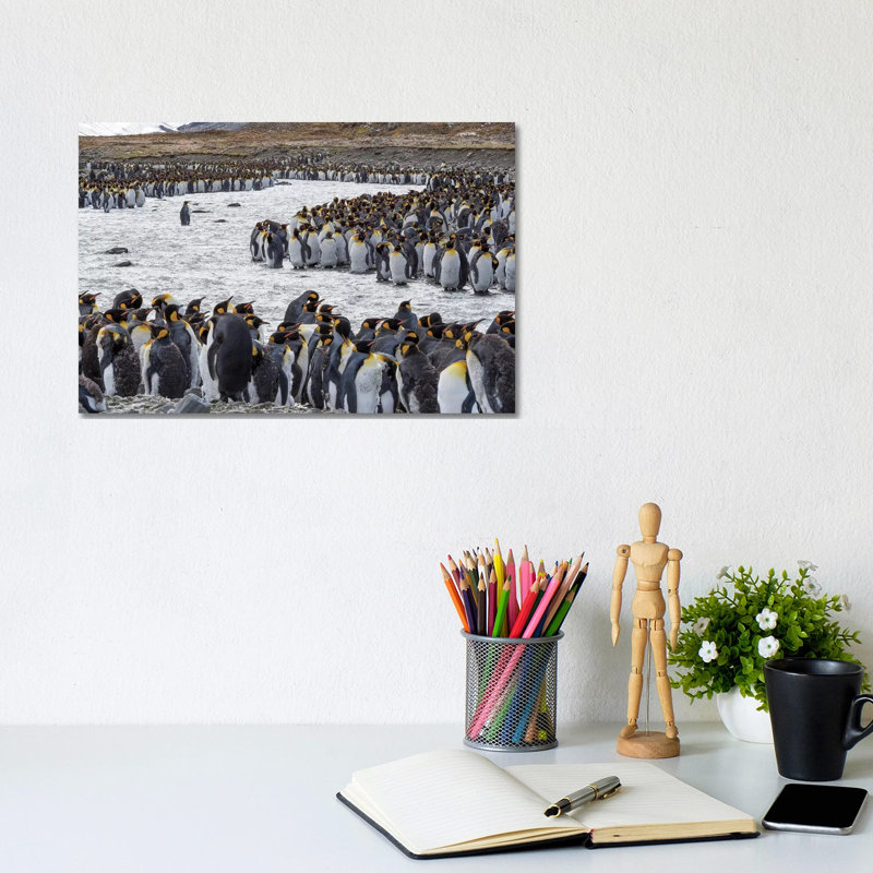 King Penguin Rookery In St. Andrews Bay. Adults Molting. South Georgia Island by Martin Zwick - Wrapped Canvas Print