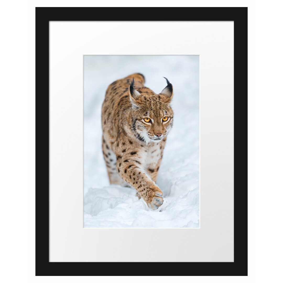 Gerahmtes Poster Luchs im Schnee