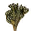 Vickerman 12-16" Natural Green Brunia, 4 oz Bundle, Preserved