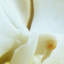 Print on Canvas-1739207325