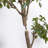 TREE FICUS POT 6.5FT