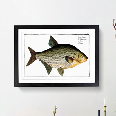 Bream Fish - Picture Frame Painting Print