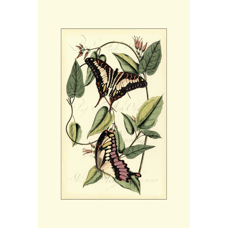 Petite Butterflies II - Wrapped Canvas Print, 91cm H x 61cm W x 3.8cm D