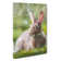 Rabbit In A Green Field - Wrapped Canvas Print