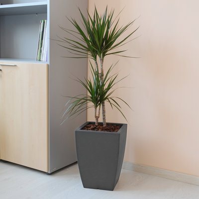 Harryette Pot Planter