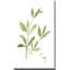 «Herb Sage» par Nan - Peinture-1491456944-1494528116