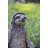 Sloth in Meditation
