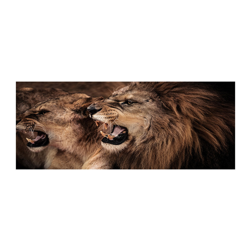 Roaring Lions - No Frame Print on Canvas, Canvas, 50cm H x 125cm W x 2cm D