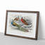 Peacock & Pheasants by Oliver Goldsmith - Picture Frame Painting Print-55582861-55582864