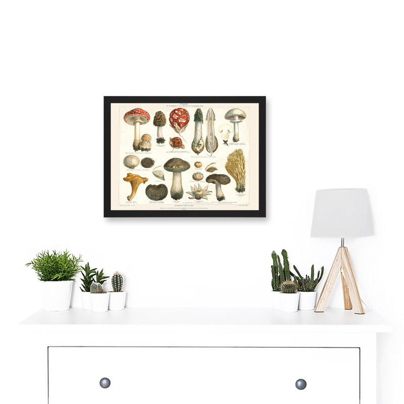 Meyers Fungus Mushrooms Toadstools Collection - Single Picture Frame Print