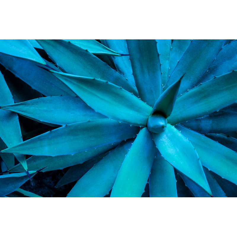 Agave Cactus by Thanabodin Jittrong - Wrapped Canvas Print, 30cm H x 46cm W