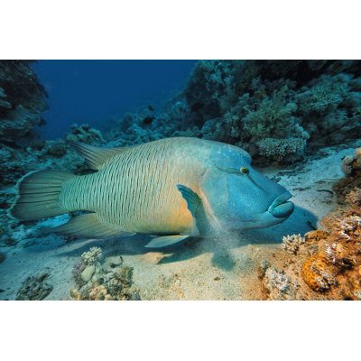 Napoleonfish by Ultramarinfoto - Wrapped Canvas Print