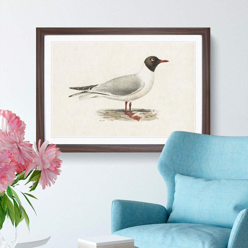 Male Black-Headed Gull by Von Wright - Framed Print, Walnut Framed, 48cm H x 65cm W x 2cm D