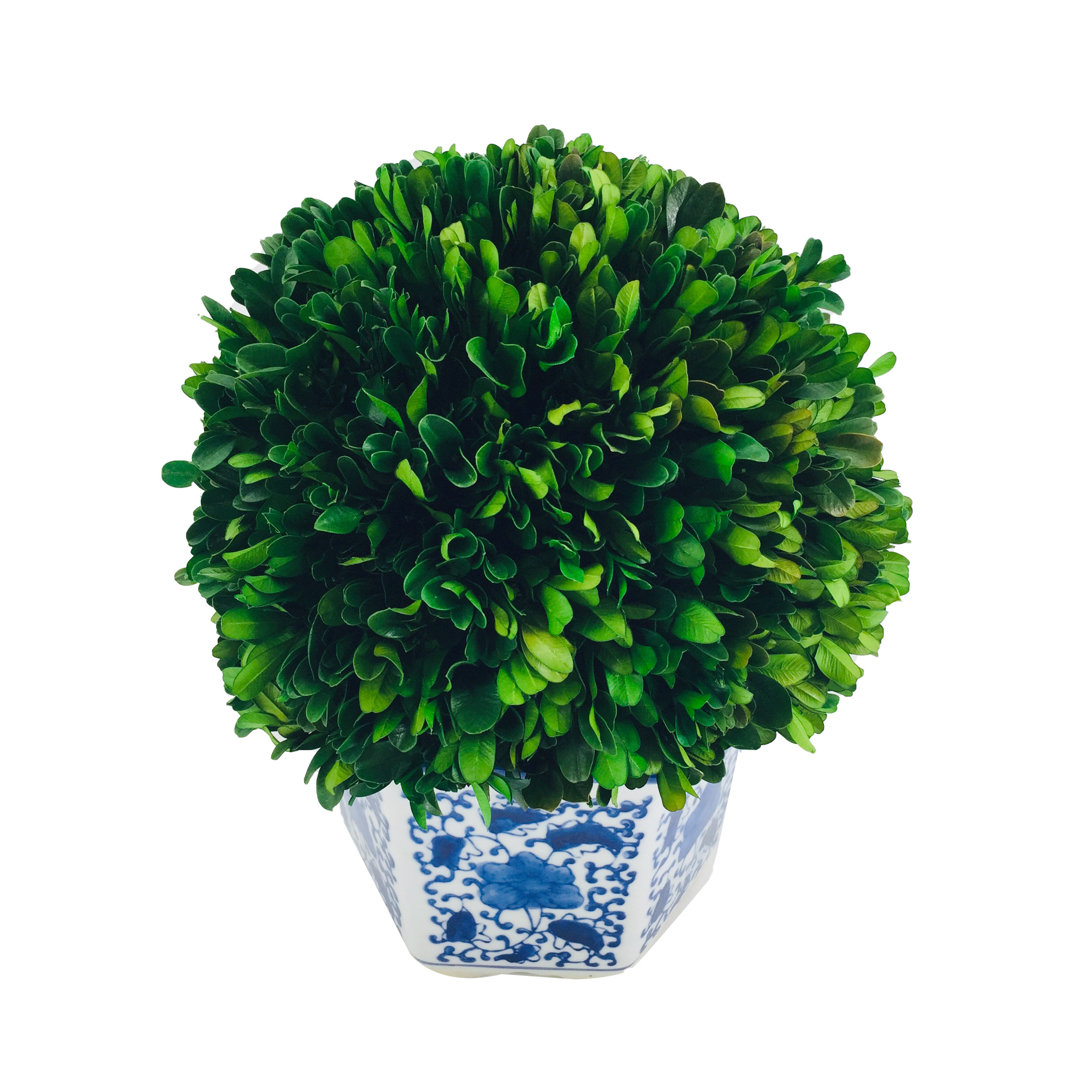 Boxwood Plant in Ceramic Pot Primrue