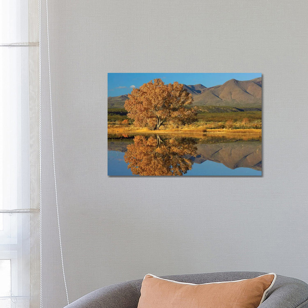 Baumwollbaum-Herbstlaub mit Magdalena Mountains im Hintergrund, New Mexico