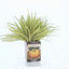 Arrangement d'automne dans un pot de ciment