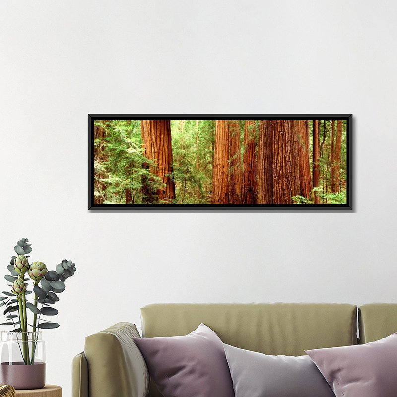 " Redwoods Muir Woods CA USA " by Panoramic Images, 24" H x 72" W x 1.5" D, Black Framed Canvas