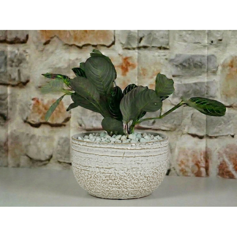 Petits pots de fleurs en céramique émaillée Pebble Beach Bowls (lot de 6) - Intérieur/Extérieur