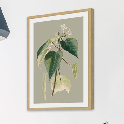 «Botanical Cabinet II», reproduction encadrée