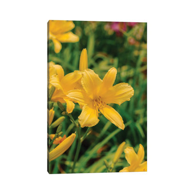 Daylily Garden IV by Bethany Young - Print on Canvas