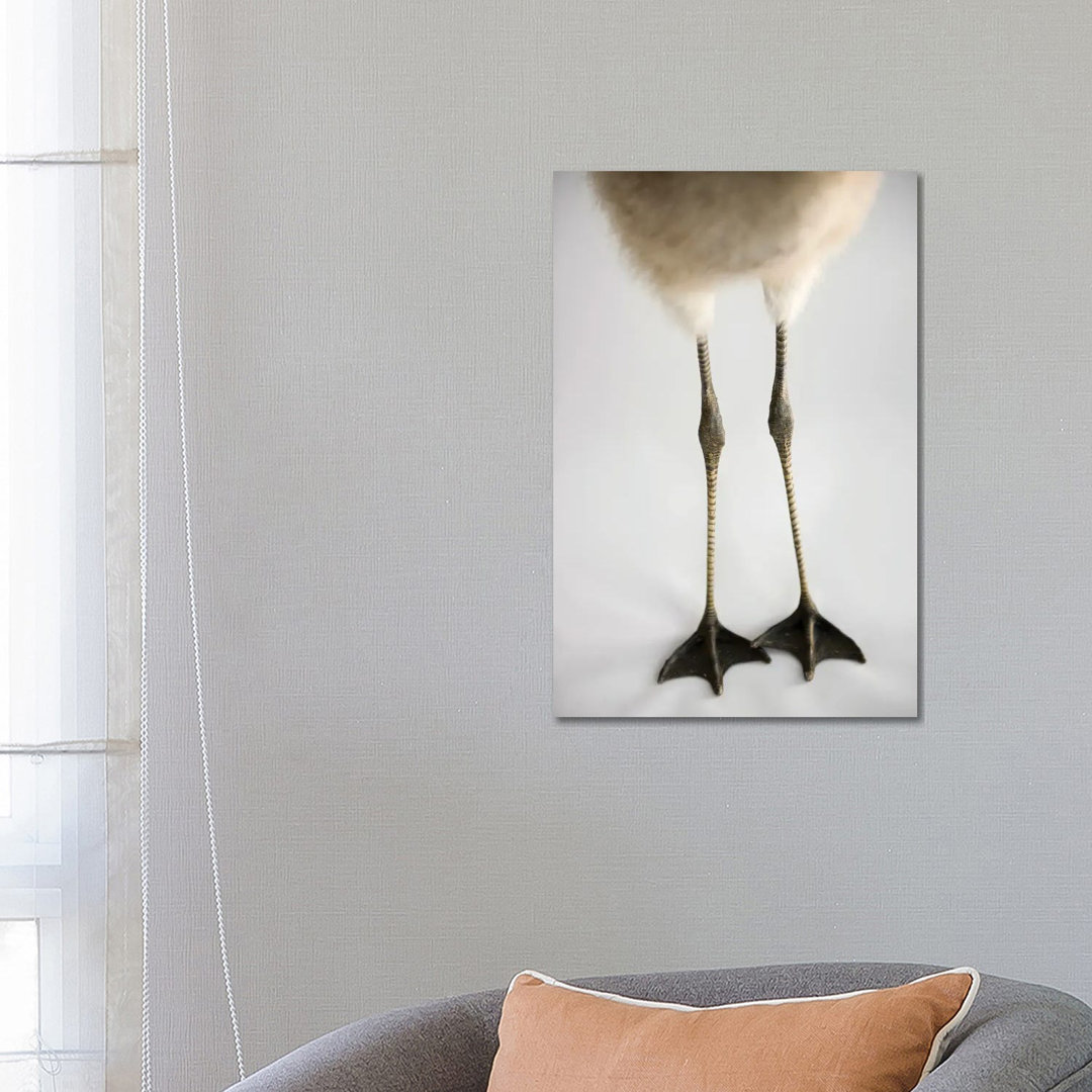 A Chilean Flamingo Chick's Feet At Houston Zoo von Joel Sartore - Gallery-Wrapped Canvas Giclée on Canvas