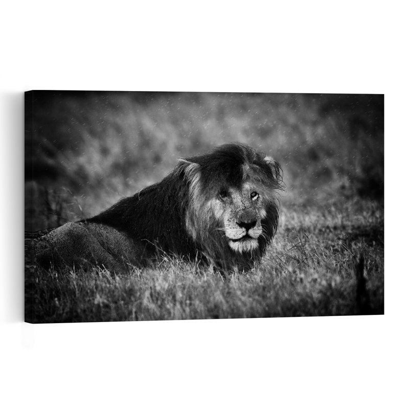 Majestic Lion Gaze Contemporary Wall Art Print 1 Piece Wrapped Canvas Wall Art, 30.48cm H x 45.72cm W