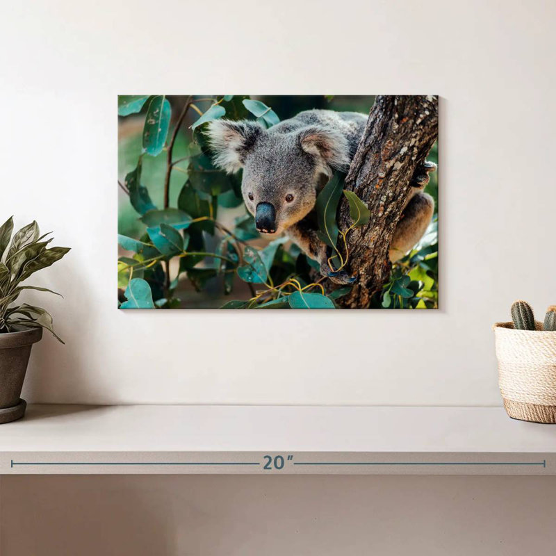 Australia Koala, 8" H x 12" W